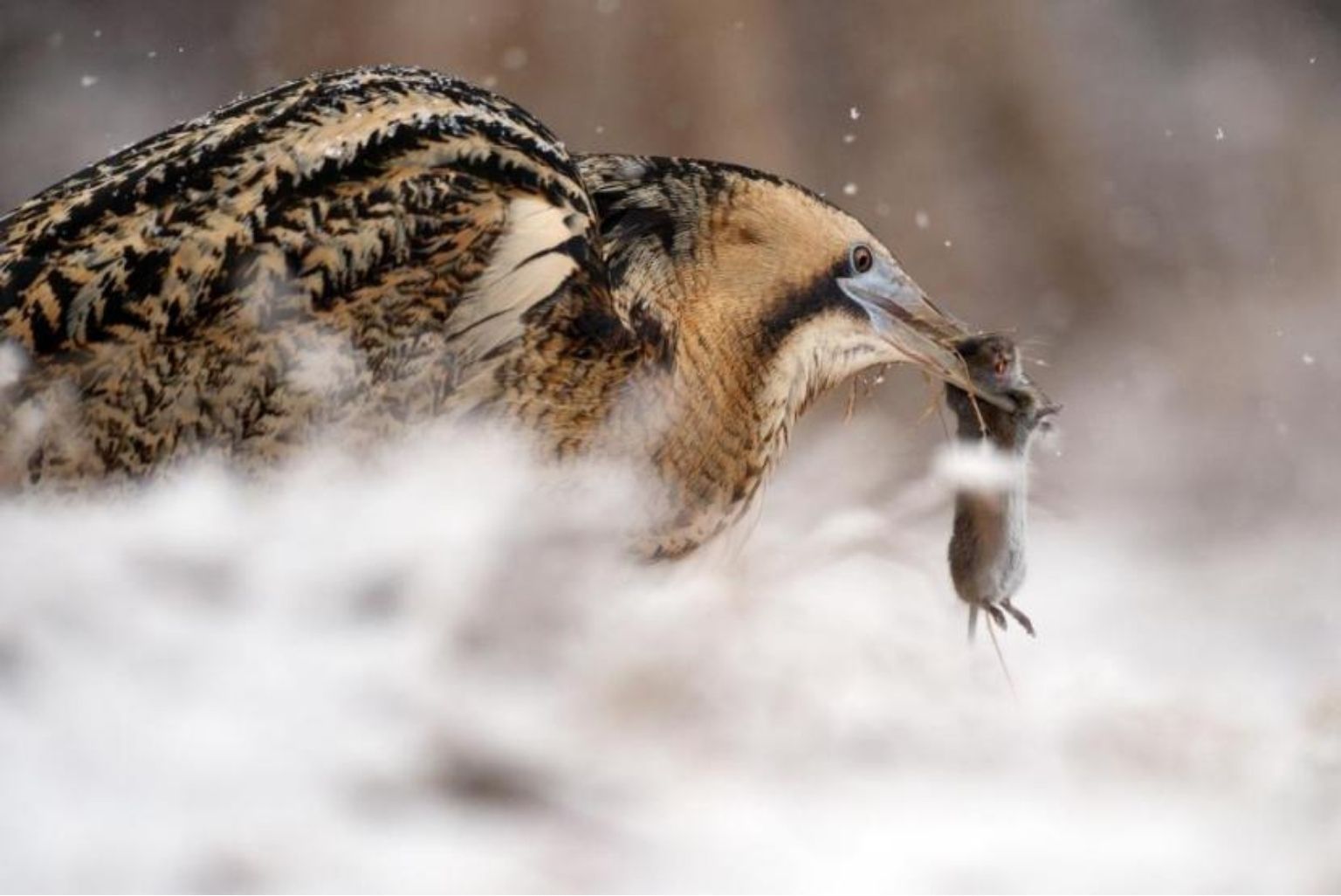 Eurasian Bittern
